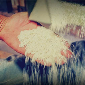 لوگوی برنج فروشی ممتاز مازندران - فروش برنج