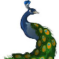 لوگوی طاووس - تولید اسکاچ و سیم ظرفشویی