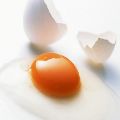 لوگوی پخش طلوع - پخش تخم مرغ